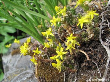 Rozchodnk ostr - Sedum acre L.