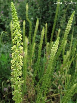 Fotogalerie: Rt barvsk - Reseda luteola L.