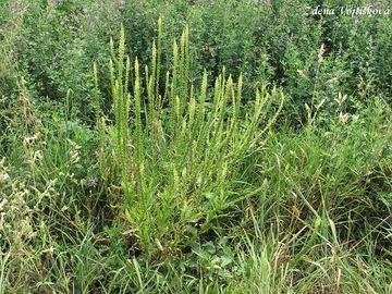 Rt barvsk - Reseda luteola L.