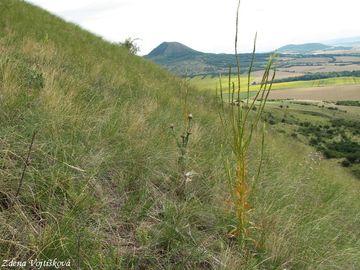 Rt barvsk - Reseda luteola L.