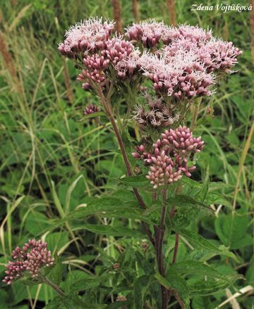 Fotogalerie: Sadec konop - Eupatorium cannabinum L.