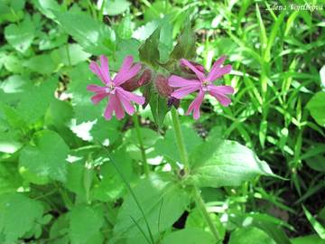 Fotogalerie: Silenka dvoudom (knotovka erven) - Silene dioica (L.) Clairv.