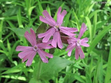 Silenka dvoudom (knotovka erven) - Silene dioica (L.) Clairv.