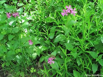 Silenka dvoudom (knotovka erven) - Silene dioica (L.) Clairv.