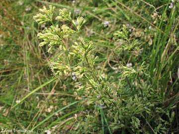 Fotogalerie: Silenka unice - Silene otites (L.) Wib.