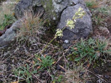 Silenka unice - Silene otites (L.) Wib.