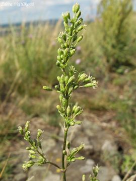 Silenka unice - Silene otites (L.) Wib.