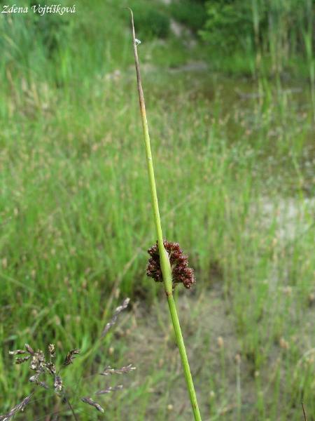 click to see full size