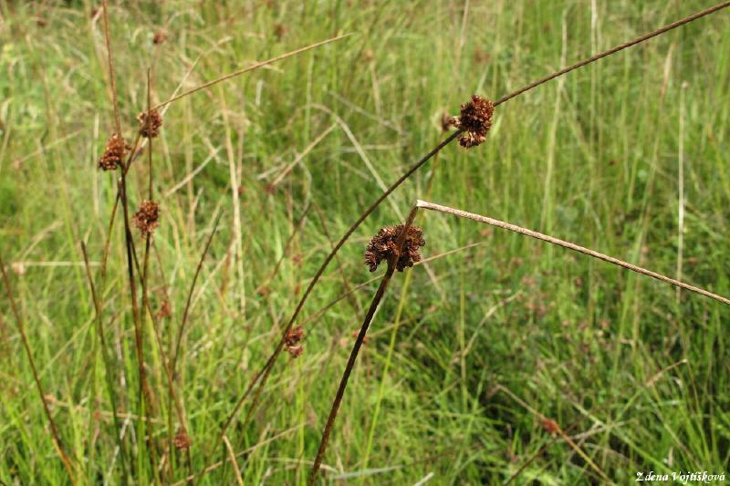 click to see full size