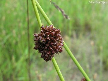 Fotogalerie: S�tina klubkat� - Juncus conglomeratus L.