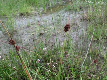 S�tina klubkat� - Juncus conglomeratus L.