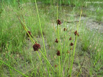 S�tina klubkat� - Juncus conglomeratus L.