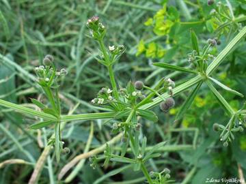 Fotogalerie: Svzel ptula - Galium aparine L.