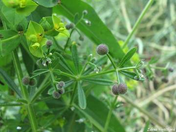 Svzel ptula - Galium aparine L.