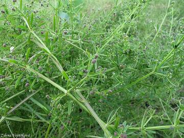 Svzel ptula - Galium aparine L.