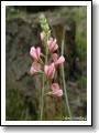 vicenec-ligrus_01.jpg