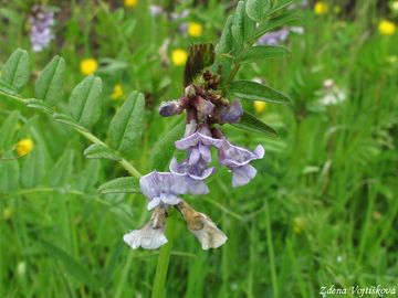 Fotogalerie: Vikev plotn� - Vicia sepium L.