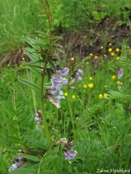 Vikev plotn� - Vicia sepium L.