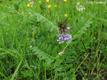 Vikev plotn� - Vicia sepium L.