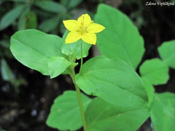 Fotogalerie: Vrbina hajn - Lysimachia nemorum L.