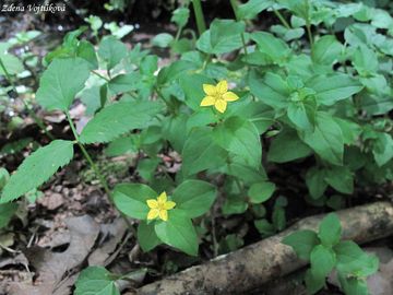 Vrbina hajn - Lysimachia nemorum L.