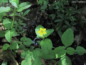 Vrbina hajn - Lysimachia nemorum L.
