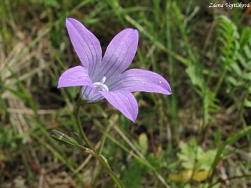 Fotogalerie: Zvonek rozkladit - Campanula patula. L.