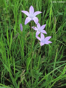 Zvonek rozkladit - Campanula patula. L.
