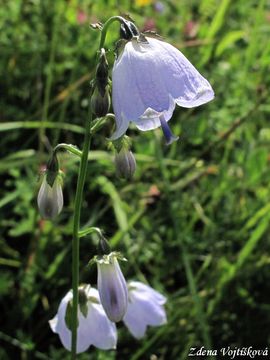 Fotogalerie: Zvonovec liliolist - Adenophora liliifolia (L.) Ledeb. ex DC.