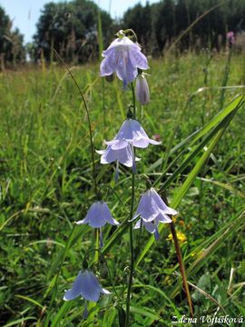 Zvonovec liliolist - Adenophora liliifolia (L.) Ledeb. ex DC.